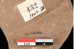 Foto (Detailansicht) von Antholithes stiriacus Kovar-Eder et Z.Kvacek sp.nov. (NHMW-GEO-2024-0188-0432)